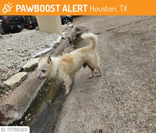 Found/Stray Male Dog last seen Ashford Park Dr., Houston, TX 77082