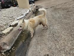 Found/Stray Male Dog last seen Ashford Park Dr., Houston, TX 77082