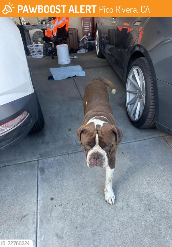 Found/Stray Male Dog last seen Pico Market, Pico Rivera, CA 90660