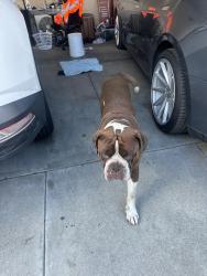 Found/Stray Male Dog last seen Pico Market, Pico Rivera, CA 90660
