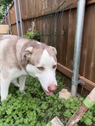 Reunited Male Dog last seen W Sears St & N Mirick Ave, Denison, TX 75020