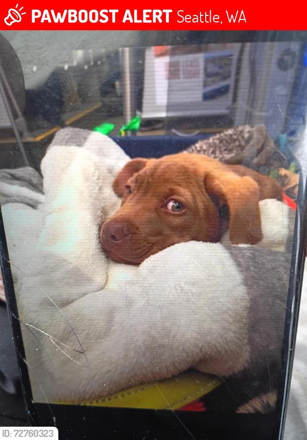 Lost Female Dog last seen It happened at the bus stop by the dog park. Low blood sugar while playing with her. Was clipped next to me. I pulled out of it and she was gone. Possible abduction.., Seattle, WA 98104