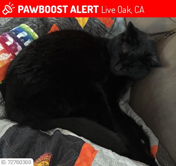 Lost Female Cat last seen Thurber Lane, Live Oak, CA 95065