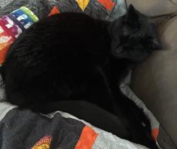 Lost Female Cat last seen Thurber Lane, Live Oak, CA 95065