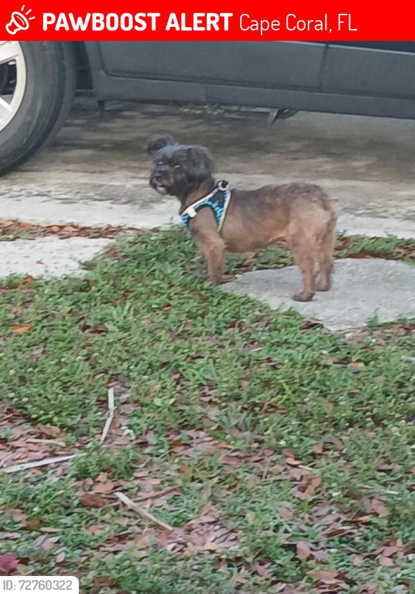 Lost Female Dog last seen Near NE 17th Street, Cape Coral, Cape Coral, FL 33909
