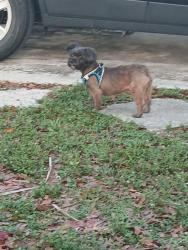 Lost Female Dog last seen Near NE 17th Street, Cape Coral, Cape Coral, FL 33909