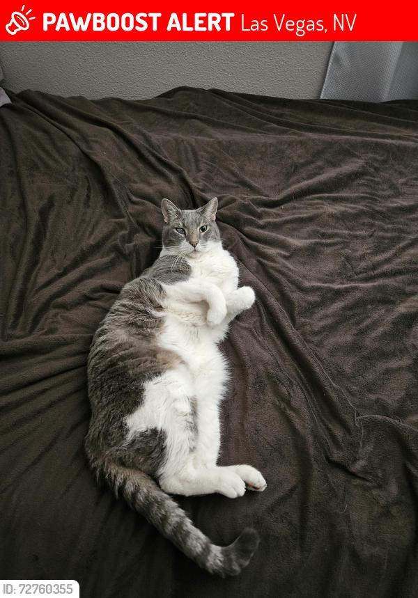 Lost Male Cat last seen Alexander and ft. apache, Las Vegas, NV 89129