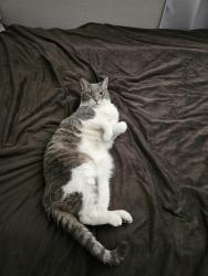 Lost Male Cat last seen Alexander and ft. apache, Las Vegas, NV 89129