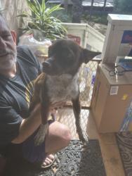Found/Stray Male Dog last seen Joris & Panorama , La Mesa, CA 91941