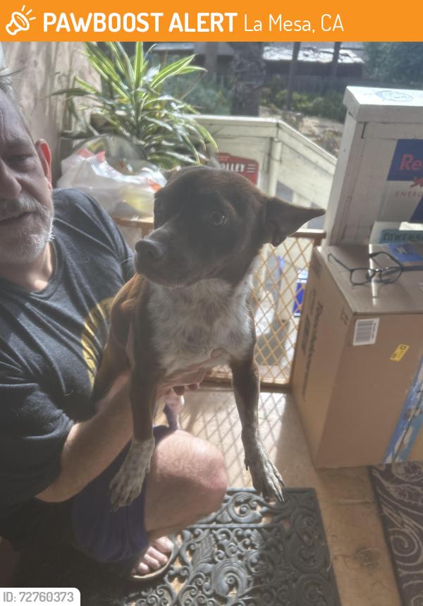 Found/Stray Male Dog last seen Joris & Panorama , La Mesa, CA 91941