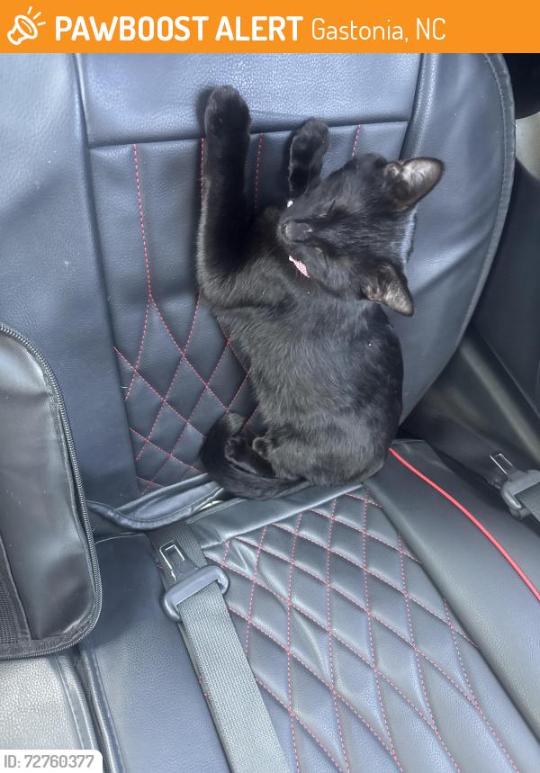 Found/Stray Female Cat last seen Seasons at Bennets Creek Leasing Office, Gastonia, NC 28054