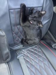Found/Stray Female Cat last seen Seasons at Bennets Creek Leasing Office, Gastonia, NC 28054