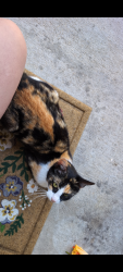 Found/Stray Unknown Cat last seen Near S college apmts , Lafayette, LA 70503