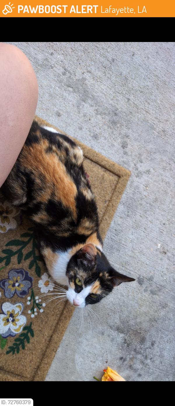 Found/Stray Unknown Cat last seen Near S college apmts , Lafayette, LA 70503
