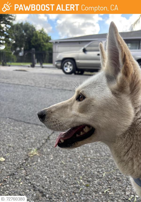 Found/Stray Female Dog last seen N kemp ave, Compton, CA 90227