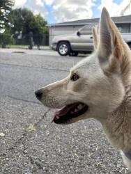Found/Stray Female Dog last seen N kemp ave, Compton, CA 90227