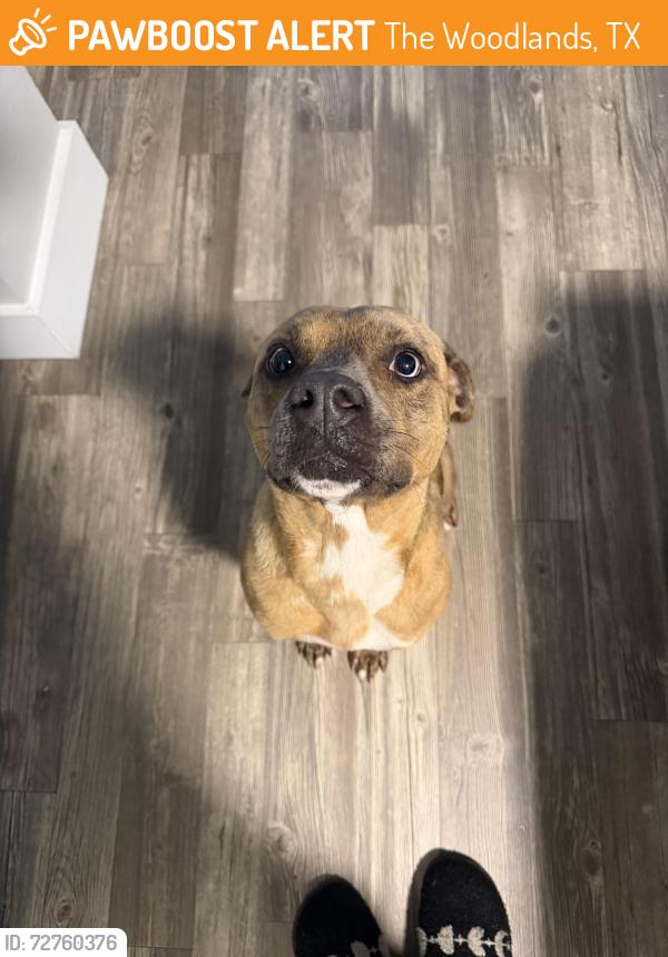 Found/Stray Female Dog last seen near h-e-b , The Woodlands, TX 77384