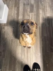 Found/Stray Female Dog last seen near h-e-b , The Woodlands, TX 77384