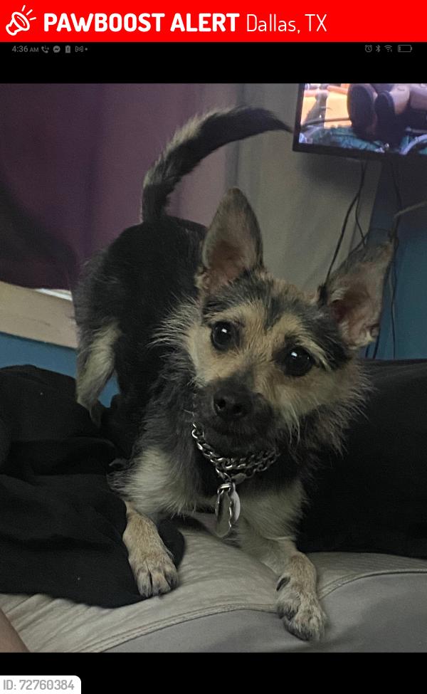 Lost Female Dog last seen La quinta off walnut hill ln and hwy 35, Dallas, TX 75229