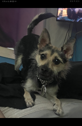 Lost Female Dog last seen La quinta off walnut hill ln and hwy 35, Dallas, TX 75229