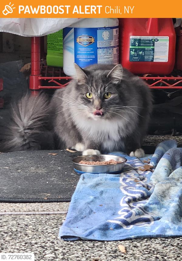 Found/Stray Unknown Cat last seen Chestnut Drive, Chili, NY 14624