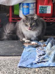 Found/Stray Unknown Cat last seen Chestnut Drive, Chili, NY 14624