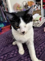 Lost Female Cat last seen Near Miller’s Bakery, Stuarts Draft, VA 24477