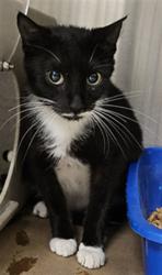 Shelter Stray Female Cat last seen , Sanford, FL 32773