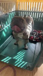 Found/Stray Male Dog last seen Near glen oak , Albuquerque, NM 87111