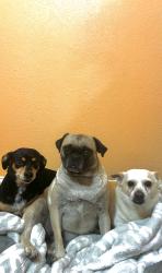 Lost Female Dog last seen Diamond Hill High School, Fort Worth, TX 76106
