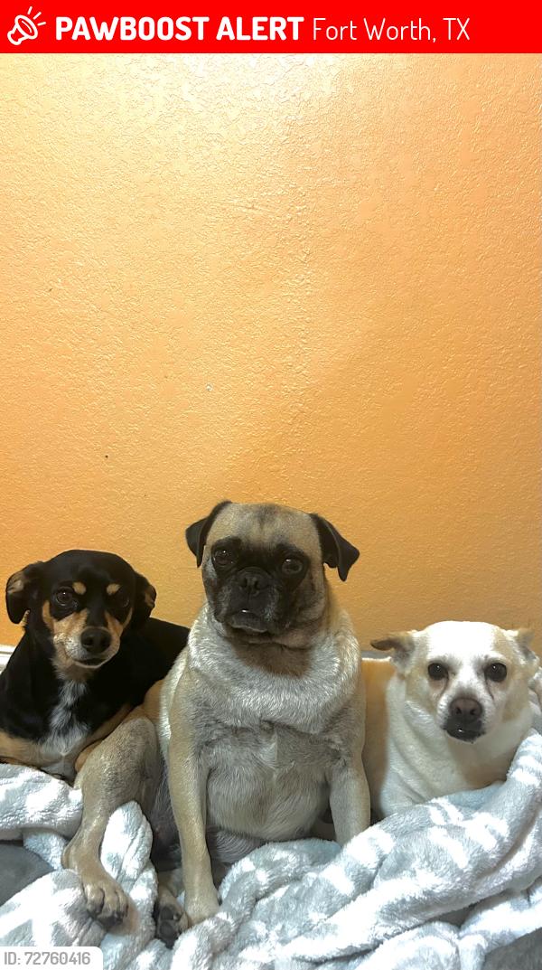 Lost Female Dog last seen Diamond Hill High School, Fort Worth, TX 76106