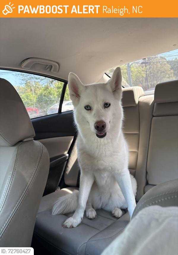 Found/Stray Female Dog last seen At the intersection of Leadmine Rd and Glenwood Ave, Raleigh, NC 27612