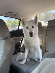 Found/Stray Female Dog last seen At the intersection of Leadmine Rd and Glenwood Ave, Raleigh, NC 27612