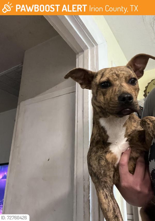 Found/Stray Female Dog last seen Washington and Monroe, Irion County, TX 76941