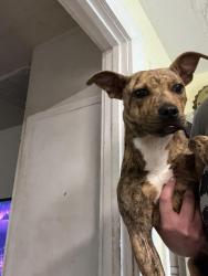 Found/Stray Female Dog last seen Washington and Monroe, Irion County, TX 76941