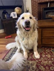 Lost Female Dog last seen Near Dustin Road Hopkinton, NH 03229, Hopkinton, NH 03229