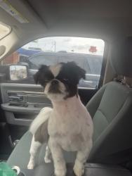 Lost Male Dog last seen Dasmarinas, Corpus Christi, TX 78418