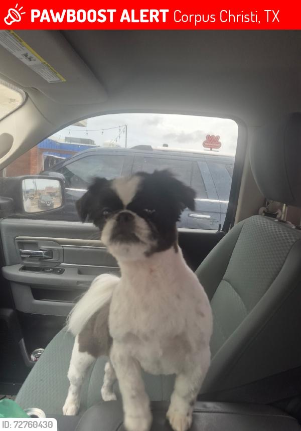 Lost Male Dog last seen Dasmarinas, Corpus Christi, TX 78418