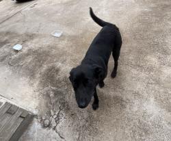 Found/Stray Male Dog last seen Palmview high school , Mission, TX 78574