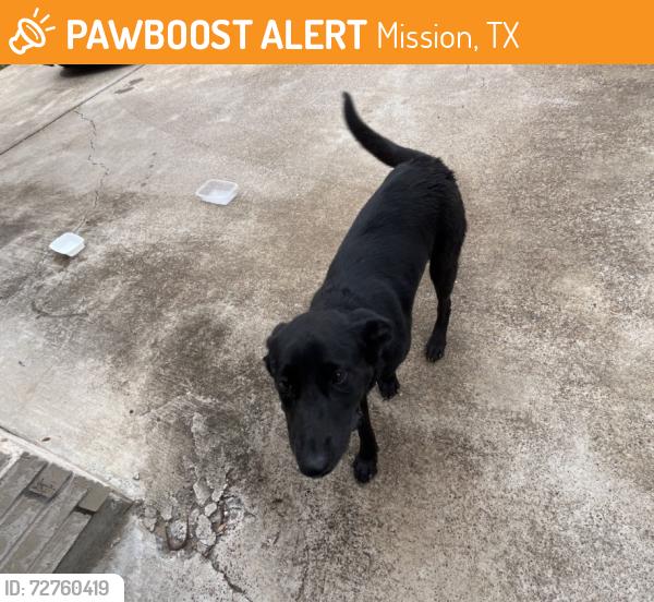 Found/Stray Male Dog last seen Palmview high school , Mission, TX 78574