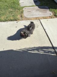 Found/Stray Unknown Dog last seen Almeria and Miller, Fontana, CA 92336