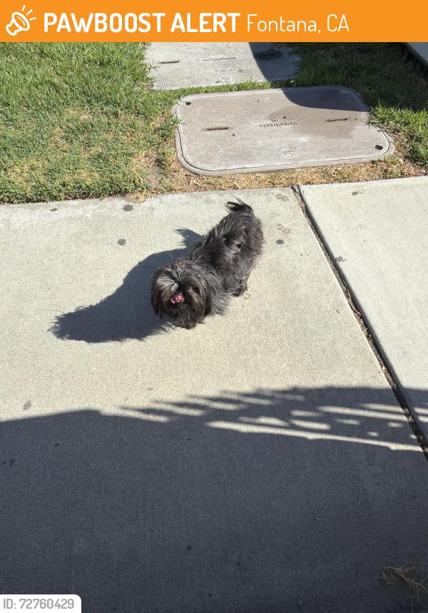 Found/Stray Unknown Dog last seen Almeria and Miller, Fontana, CA 92336