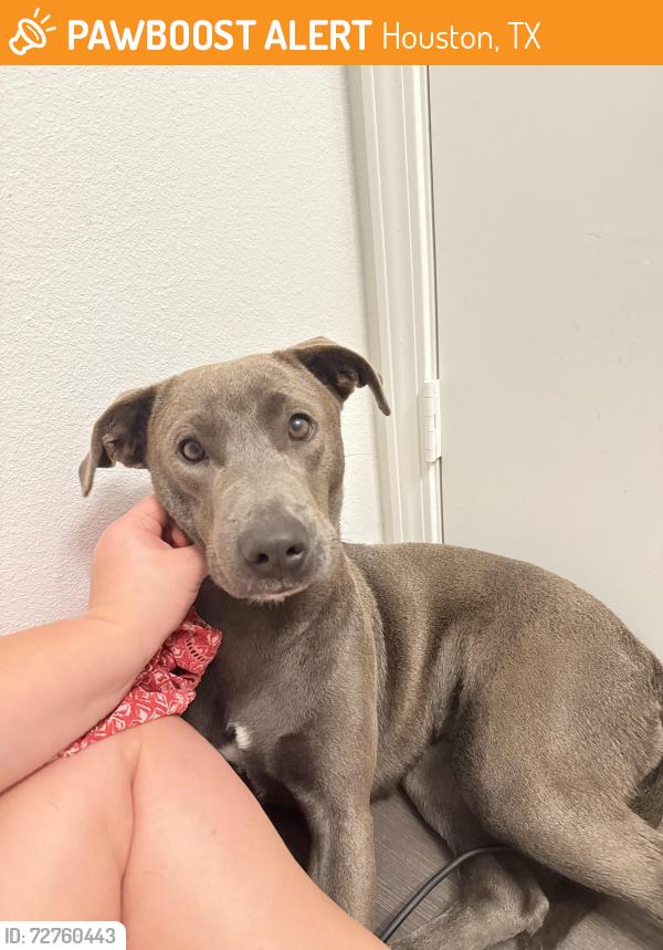 Found/Stray Female Dog last seen Near hammerly blvd mariposa apmts , Houston, TX 77080
