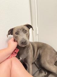 Found/Stray Female Dog last seen Near hammerly blvd mariposa apmts , Houston, TX 77080