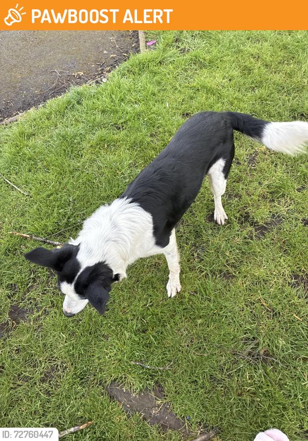 Found/Stray Male Dog last seen Near bank lane , Little Hulton, England M38 9UH