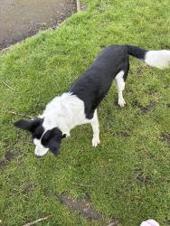 Found/Stray Male Dog last seen Near bank lane , Little Hulton, England M38 9UH