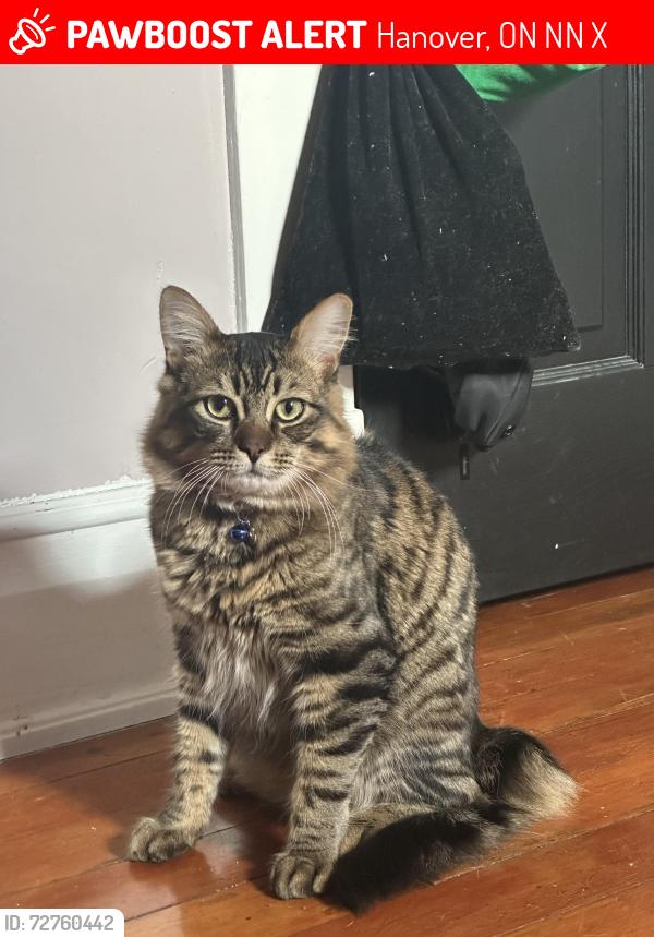 Lost Male Cat last seen Ninth ave and eighth ave , Hanover, ON N4N 1X3