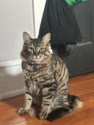 Lost Male Cat last seen Ninth ave and eighth ave , Hanover, ON N4N 1X3