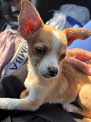 Lost Female Dog last seen Colonia Lázaro cárdenas calle brisas, Colonia Lázaro Cárdenas del Río, Méx. 