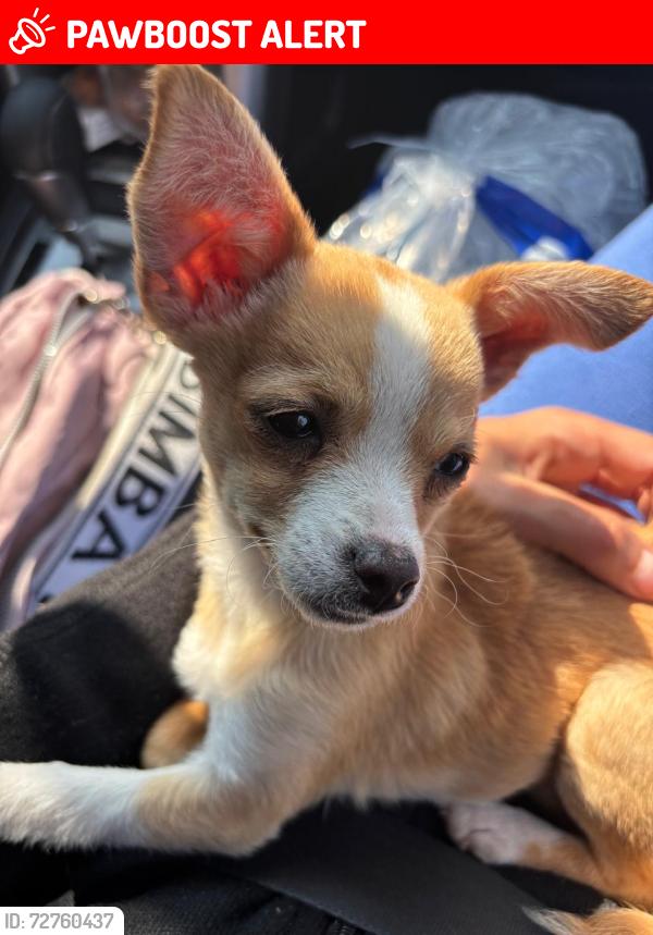 Lost Female Dog last seen Colonia Lázaro cárdenas calle brisas, Colonia Lázaro Cárdenas del Río, Méx. 